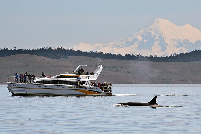 Victoria Whale and Wildlife Cruise - Key highlights before you go