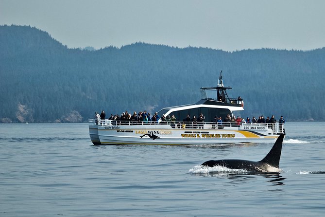 Victoria Whale and Wildlife Cruise - Meeting at Eagle Wing in Victoria, then heading straight to the action