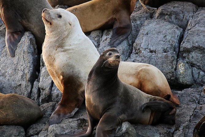 Victoria Whale and Wildlife Cruise - Wildlife you can realistically hope to see (and why you might see more)