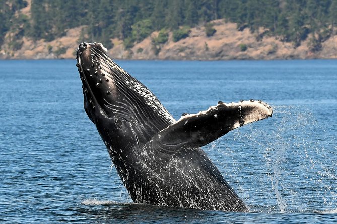 Victoria Whale and Wildlife Cruise - Open boat vs semi-covered catamaran: comfort and sightlines