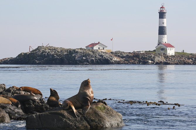 Victoria Whale and Wildlife Cruise - Price and value: what $146.17 includes, and what you should plan for