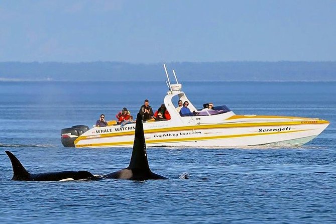 Victoria Whale and Wildlife Cruise - Timing, weather, and that free return safety net