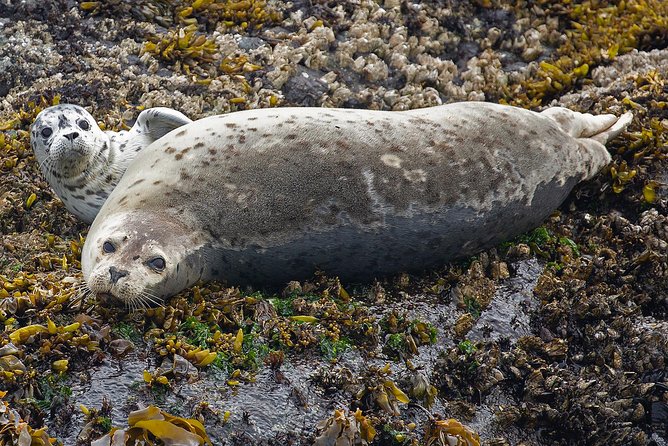 Victoria Whale and Wildlife Cruise - Who should book this Victoria whale cruise