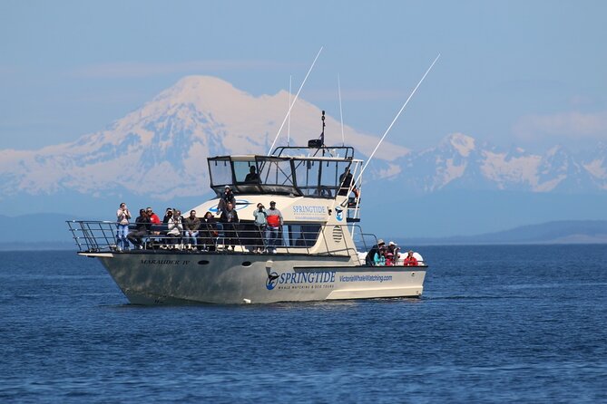 Victoria Whale Watch Tour - Key Highlights You Should Know Before You Go