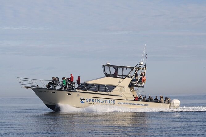 Victoria Whale Watch Tour - Victoria Whale Watch on the Salish Sea, What Makes It Worth Your Time