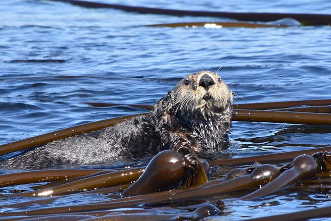 Victoria Whale Watch Tour - Who Helps You Spot Whales, and What You’ll Learn Along the Way
