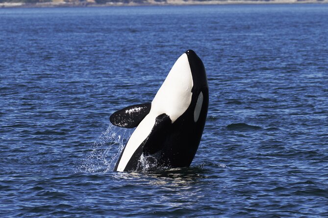 Victoria Whale Watch Tour - The 3-Hour Flow From Wharf Street Back to Victoria’s Inner Harbour