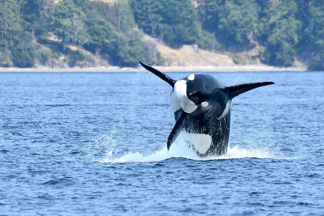 Victoria Whale Watch Tour - Price and Value at About $126.92 Per Person