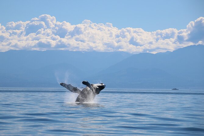 Victoria Whale Watch Tour - Photography, Spotting Tips, and How to Make the Most of Your Deck Time