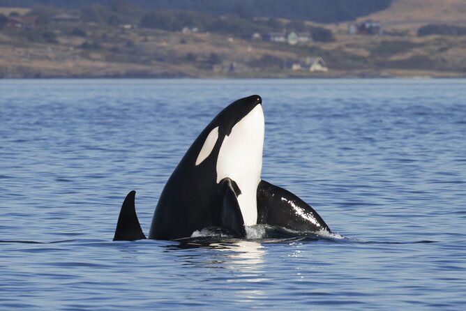 Victoria Whale Watch Tour - Boarding the 60ft Ocean Cruiser, Top Deck vs Heated Cabin