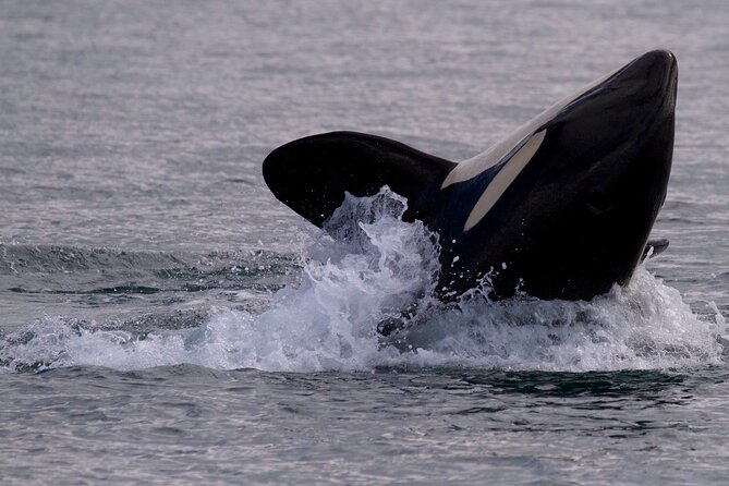 Victoria Whale Watching Cruise with Expert Naturalists - Orcas, humpbacks, and the other stars of the Salish Sea