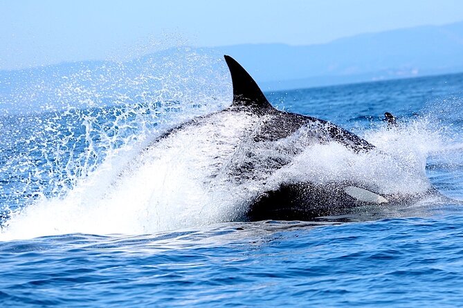 Victoria Whale Watching Cruise with Expert Naturalists - Comfort and weather: what to wear for wind, cold, and possible splash