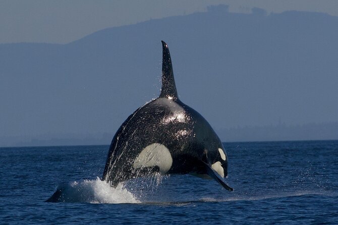Victoria Whale Watching Cruise with Expert Naturalists - Small group size, big “sense of attention”