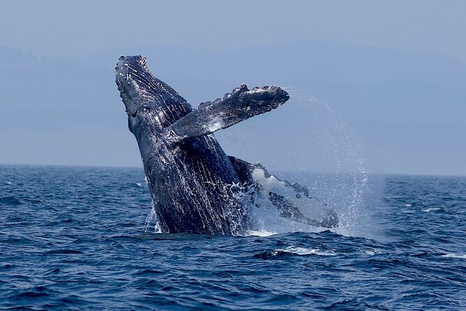Victoria Whale Watching Cruise with Expert Naturalists - Who this Victoria cruise suits best