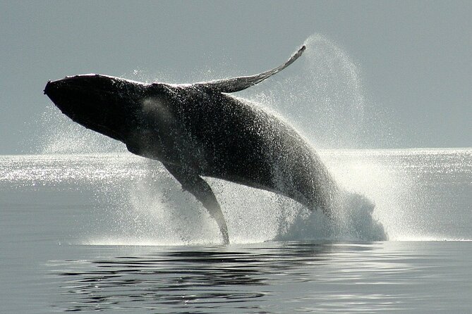 Victoria Whale Watching Cruise with Expert Naturalists - Price and value: is $134.02 worth it for a 3-hour whale hunt?