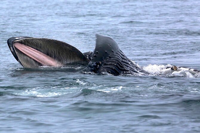 Victoria Whale Watching Cruise with Expert Naturalists - The 3-hour route: leaving Five Star, cruising past Victoria, then heading toward Vancouver Island