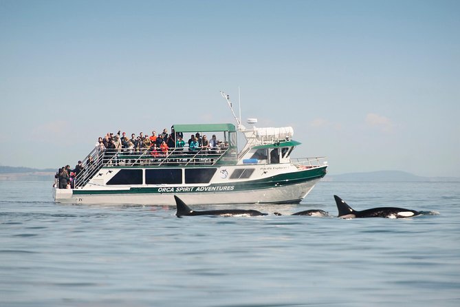 Victoria Whale Watching Tour on a Covered Vessel - Key highlights you should zero in on