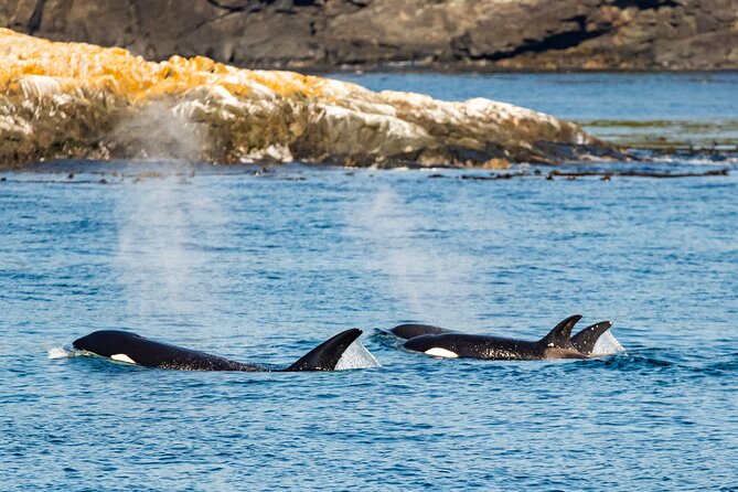 Victoria Whale Watching Tour on a Covered Vessel - Where to sit and what to bring so the weather does not steal the fun