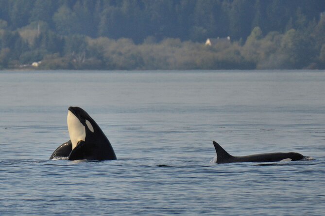 Victoria Whale Watching Tour on a Covered Vessel - Who should book this Victoria whale watching tour on Orca Spirit Adventures