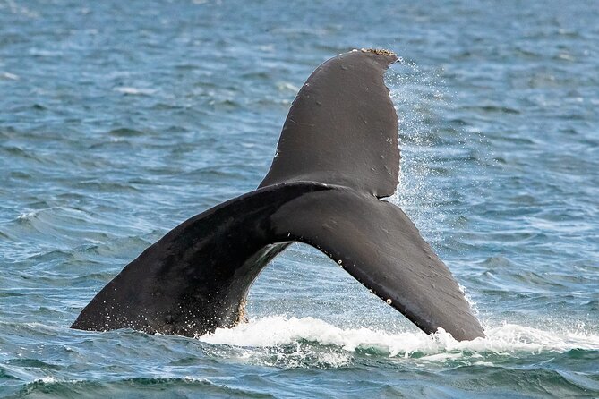 Victoria Whale Watching Tour on a Covered Vessel - FAQ