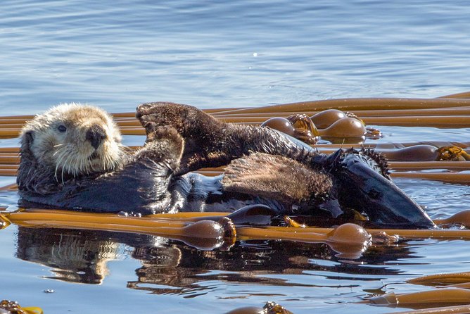 Victoria Whale Watching Tour on a Covered Vessel - How the naturalists help you spot whales, not just see them
