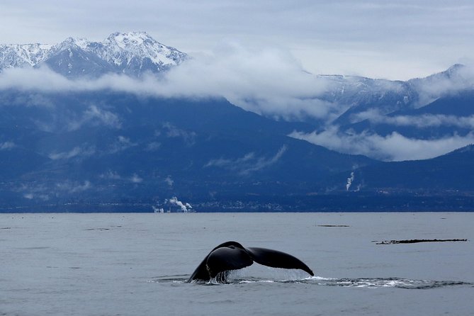 Victoria Zodiac Boat Whale Watching Adventure - A 12-Passenger Zodiac in Victoria, up close