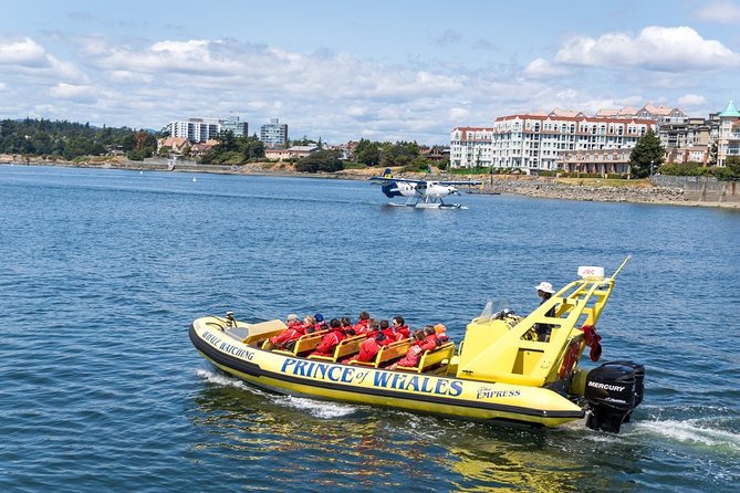 Victoria Zodiac Boat Whale Watching Adventure - Your odds with humpbacks, minke, orcas, and more