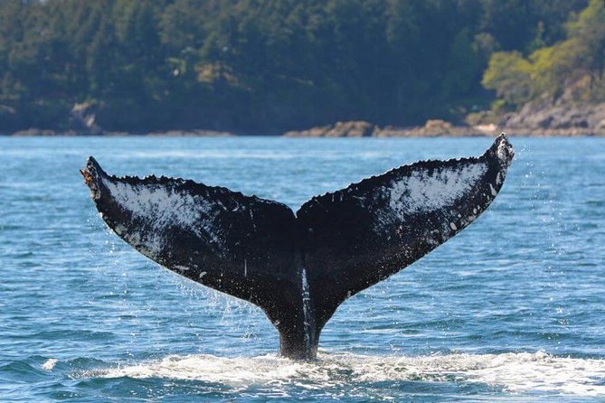 Victoria Zodiac Boat Whale Watching Adventure - Wildlife beyond whales that can steal the show