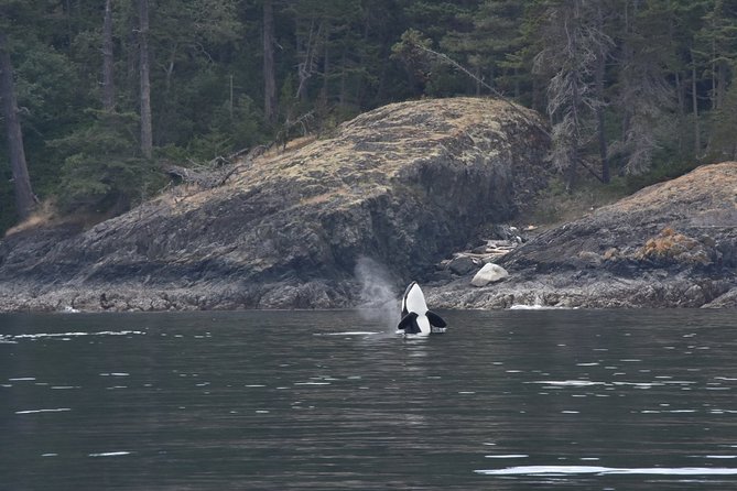 Victoria Zodiac Boat Whale Watching Adventure - Price and value: where the money goes