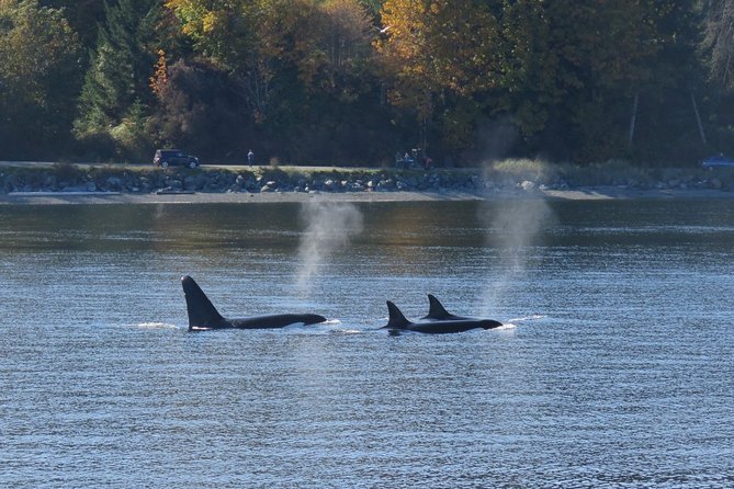 Victoria Zodiac Boat Whale Watching Adventure - Meeting at 812 Wharf St and what happens before you go