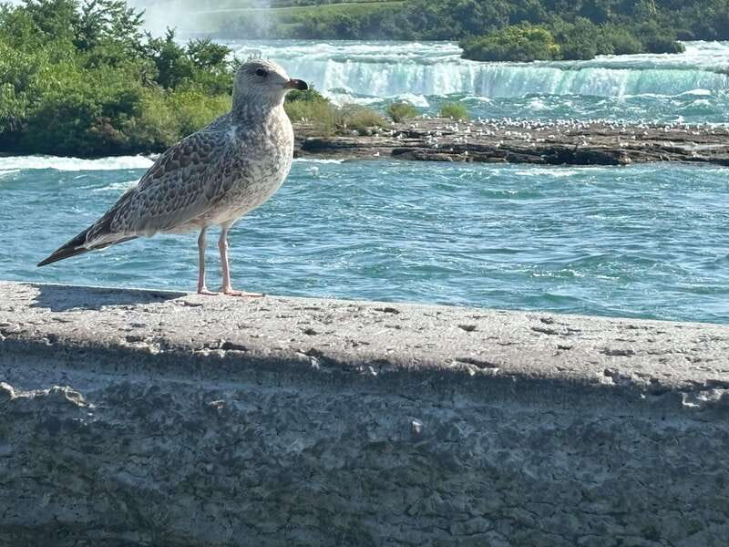 Walking Tour of Niagara Falls Canada and Hornblower Boat - The Hornblower cruise: the fast ticket to the wet wow factor