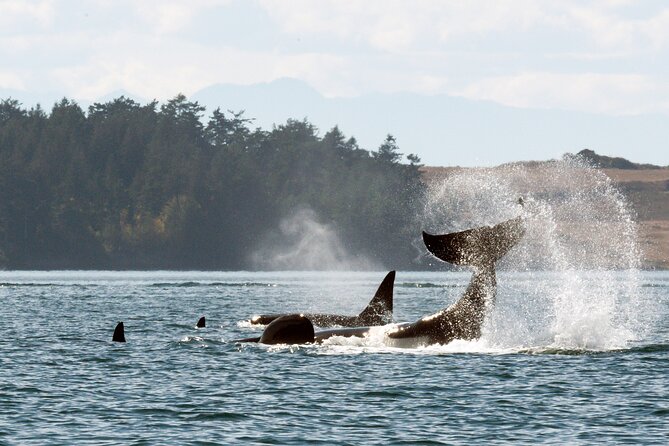Whale Watching Adventure Vancouver - Key things I’d plan around