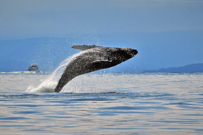 Whale Watching Adventure Vancouver - Why this Vancouver whale watching hits different