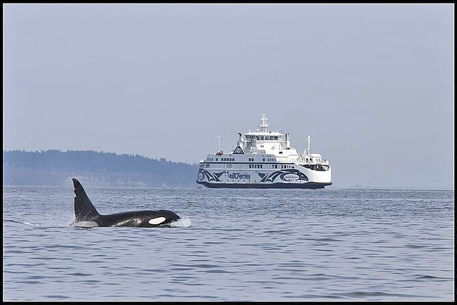 Whale Watching Adventure Vancouver - Gulf Islands National Park Reserve: your wildlife launch point