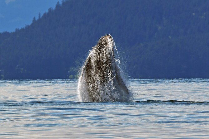 Whale Watching Adventure Vancouver - The species lineup: what to watch for in a real spotting day