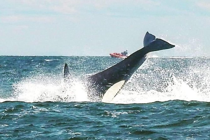 Whale Watching Adventure Vancouver - Guides, crew, and how the small-group size helps