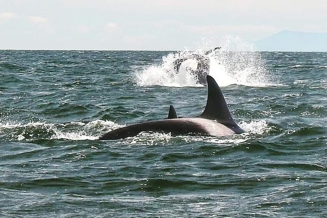 Whale Watching Adventure Vancouver - Price and value for a 100% April to October guarantee