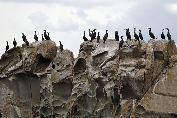 Whale Watching Adventure Vancouver - Who should book this whale watching adventure
