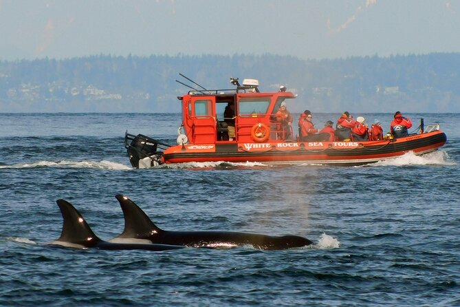 Whale Watching Adventure Vancouver - The 3 to 5 hour cruise rhythm, from boarding to your return scan