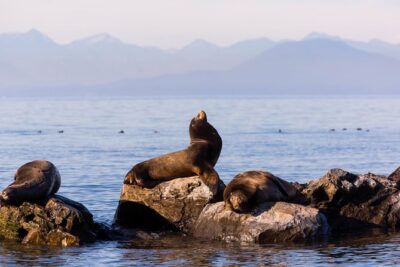 Whale-Watching Tour from Vancouver