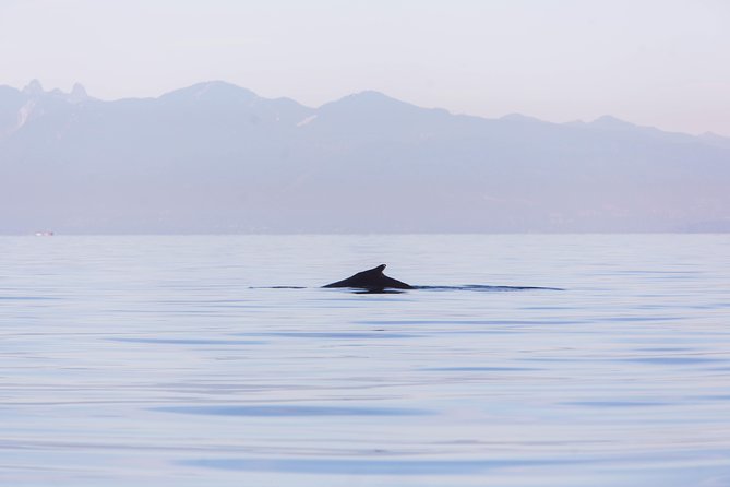 Whale-Watching Tour from Vancouver - Who should book this whale watch, and who should think twice