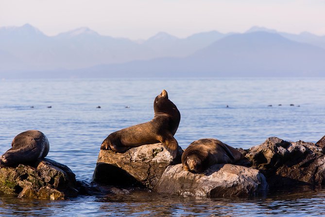 Whale-Watching Tour from Vancouver - Wildlife you can realistically expect: orcas, humpbacks, seals, and eagles