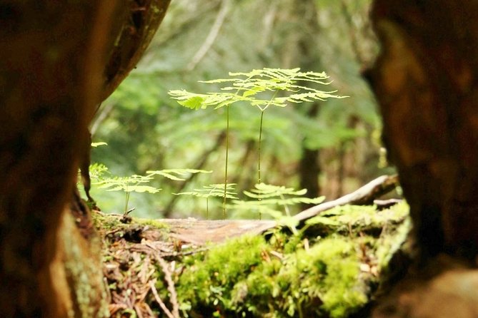 Whistler Train Wreck, Suspension Bridge & Hidden Waterfall Adventure - Tips to get the most from rain forest trails and a bridge crossing