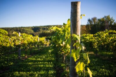 Wine and Lunch Escape