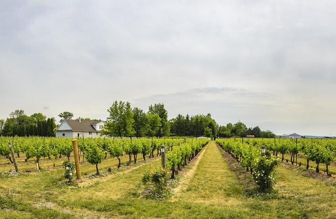 Wine & Cheese Half Day Tour - Niagara On The Lake Wine Tour - Key highlights to look for