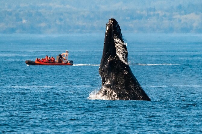 Winter Victoria Whale and Wildlife Zodiac Tour - Key highlights to know before you go