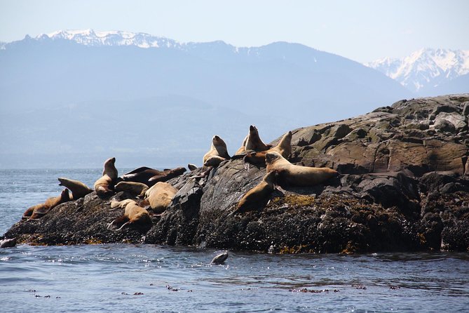 Winter Victoria Whale and Wildlife Zodiac Tour - How the marine naturalist turns whale spotting into real learning
