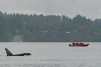 Winter Victoria Whale and Wildlife Zodiac Tour