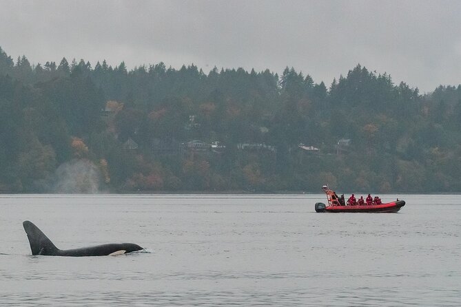 Winter Victoria Whale and Wildlife Zodiac Tour - Orca Spirit Adventures and your 1pm departure from Wharf Street
