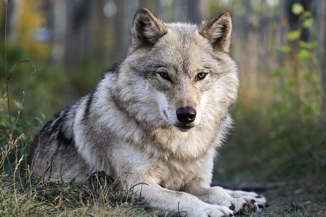Yamnuska Wolfdog Sanctuary Walk Ticket in Canada - Key Highlights You Should Know Before You Go